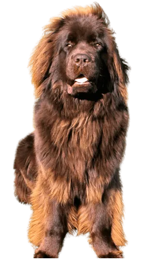 Terranova Medellín Colombia