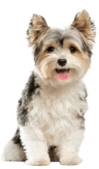 Biewer Yorkshire terrier Colombia
