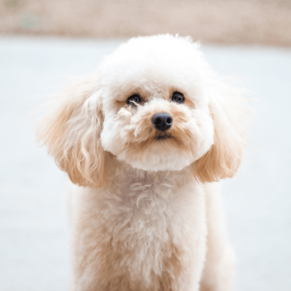 Img-Dinastia-del-Cachorro-Raza-Individual-french-poodle-minitoy-medellin