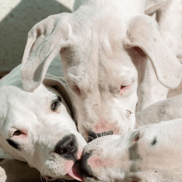 Dogo Argentino Colombia