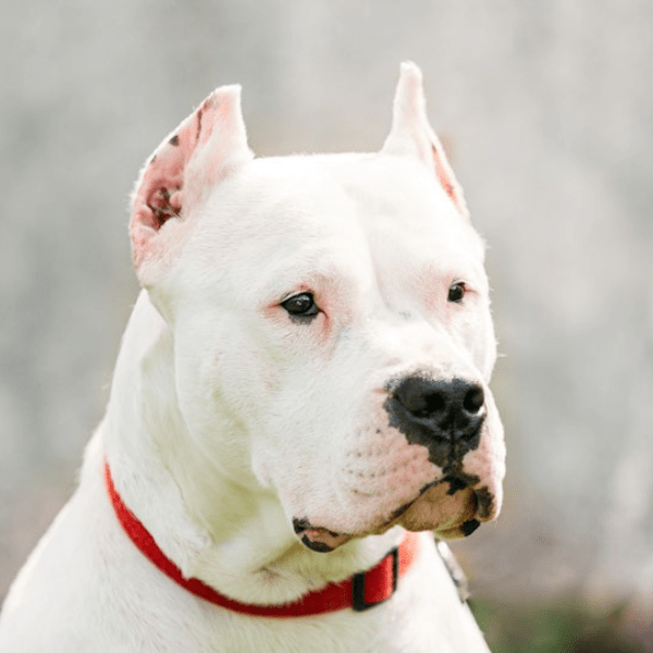 Dogo Argentino Colombia