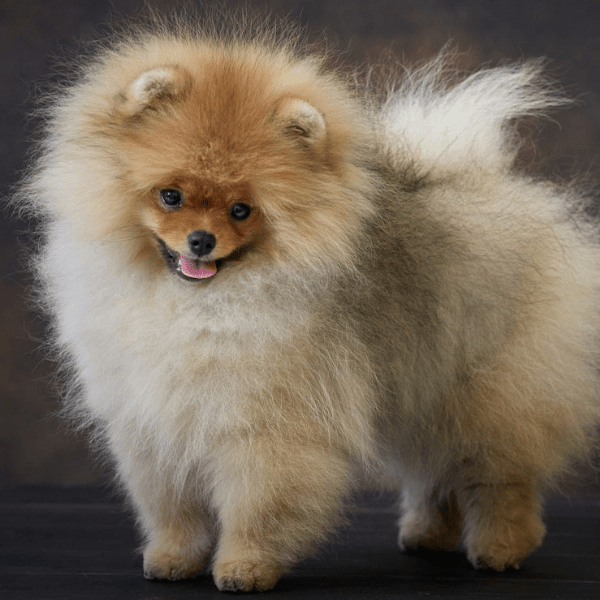 Img-Dinastia-del-Cachorro-Raza-Individual-pomerania-colombia-