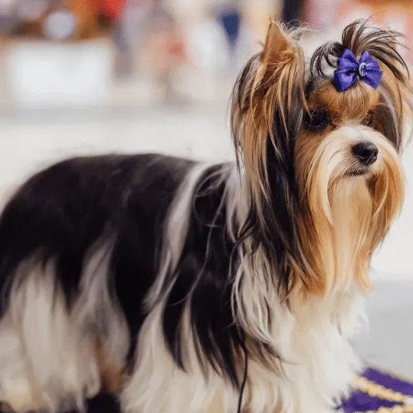 Biewer Yorkshire terrier Colombia