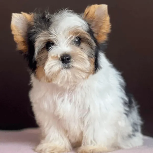 Biewer Yorkshire terrier Colombia