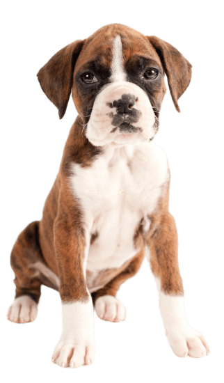 Dinastia-del-Cachorro-Raza-Individual-boxer-colombia