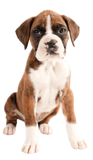 Dinastia-del-Cachorro-Raza-Individual-boxer-colombia