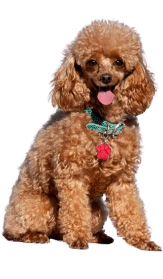 Caniche o Poodle Enano en Colombia