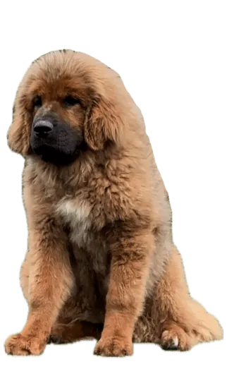 Mastin Tibetano Colombia