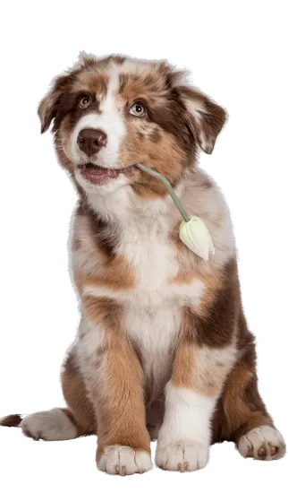 Pastor Ovejero Australiano en Medellín