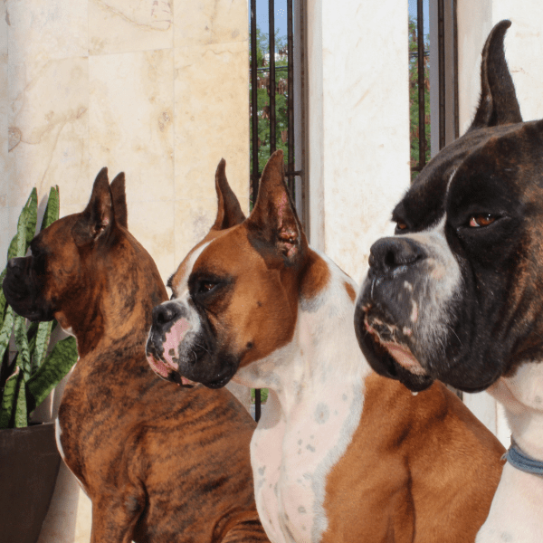 Img-Dinastia-del-Cachorro-Raza-Individual-Caracteristicas-boxer-colombia