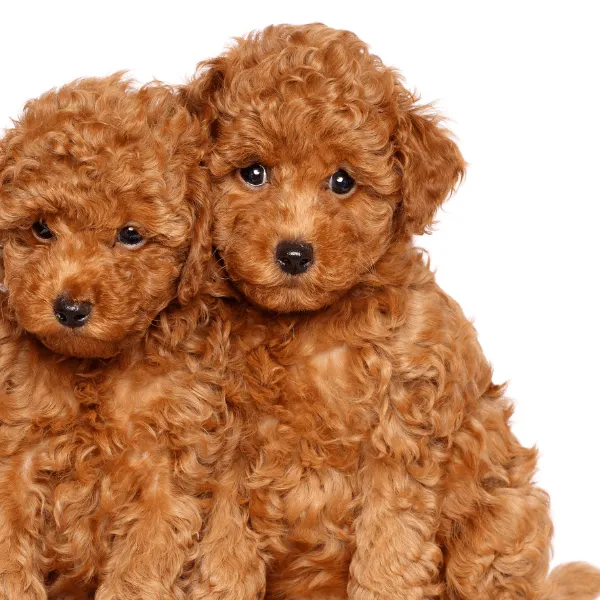 Caniche o Poodle Enano en Colombia