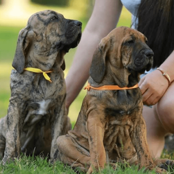 Fila Brasileiro Colombia