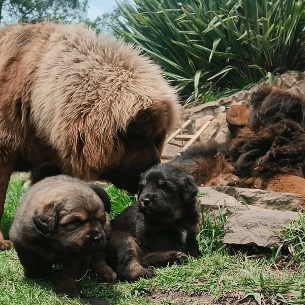 Mastin Tibetano Colombia