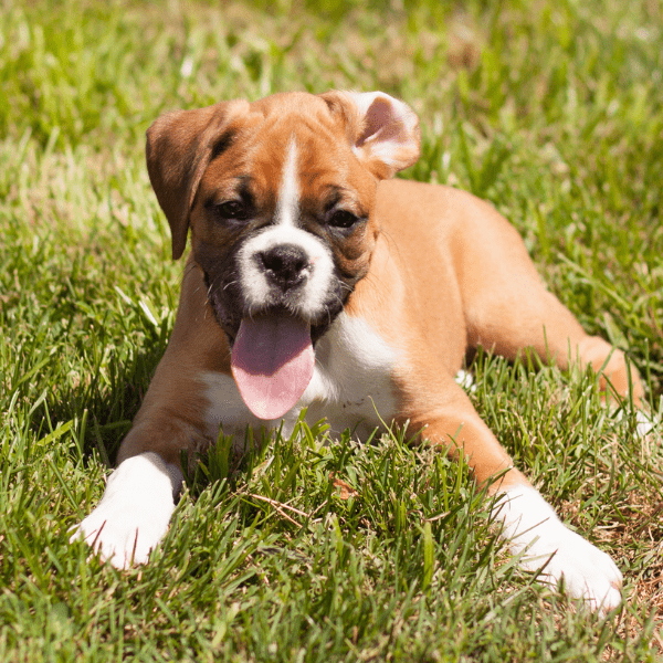 Criadero Perros Boxer Medellín Colombia