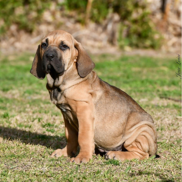 Fila Brasileiro Colombia