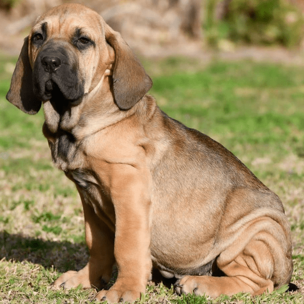 Fila Brasileiro Colombia