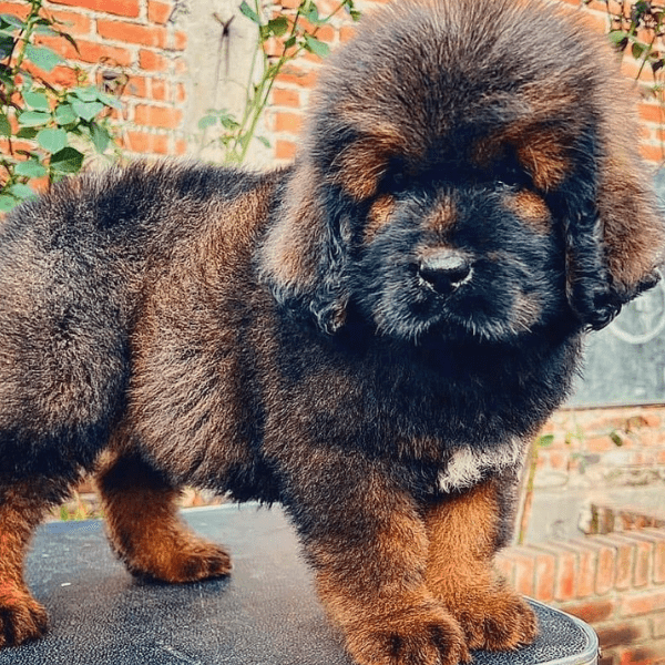 Mastin Tibetano Colombia