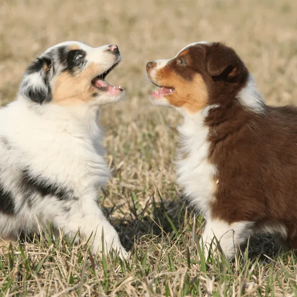 Pastor Ovejero Australiano en Medellín