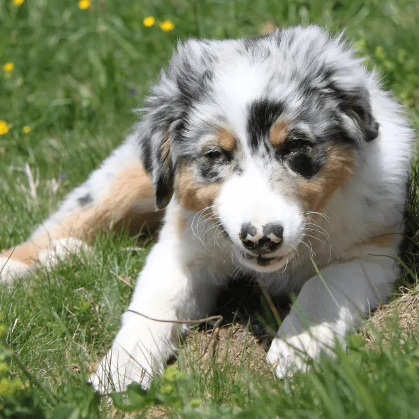 Pastor Ovejero Australiano en Medellín