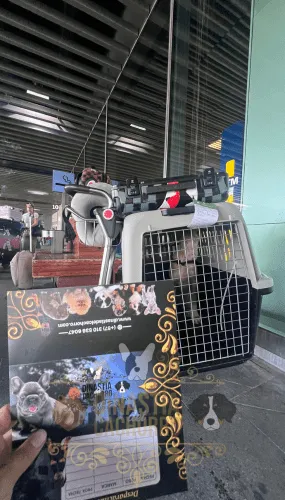 Doberman Albino Colombia