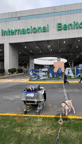 Doberman Albino Colombia