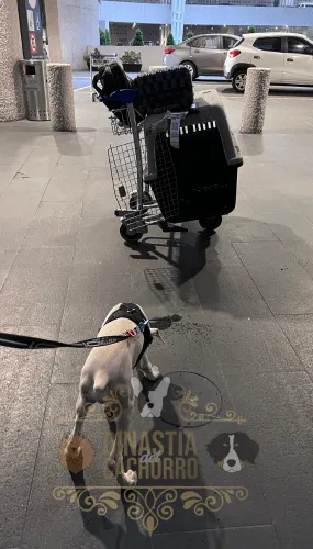 Doberman Albino Colombia