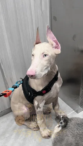 Doberman Albino Colombia