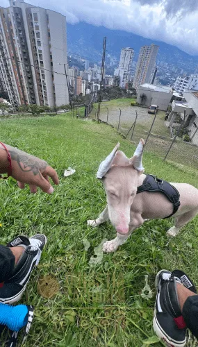 Doberman Albino Colombia