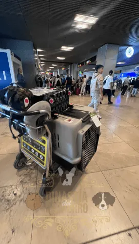Doberman Albino Colombia