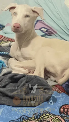 Doberman Albino Colombia