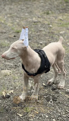 Doberman Albino Colombia