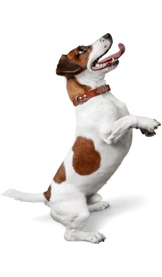 Jack russell medellin