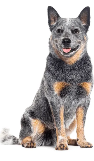 Pastor Ganadero Australiano