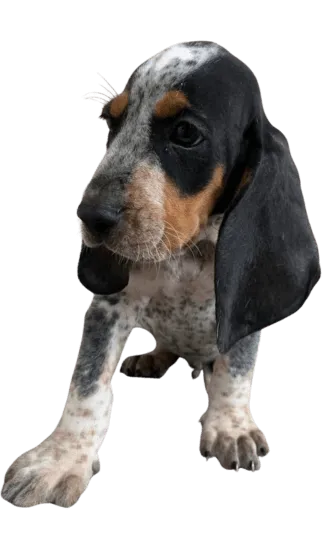 Sabueso Fino Colombiano Medellín