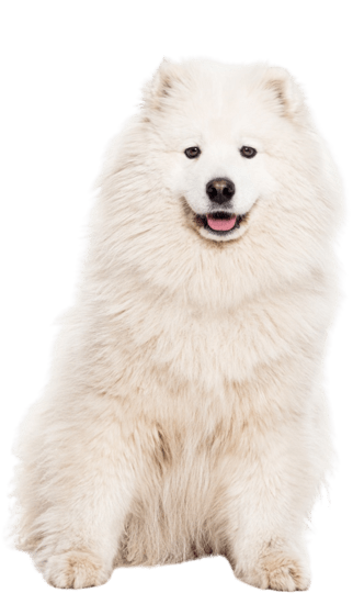 Perro Samoyedo Medellín