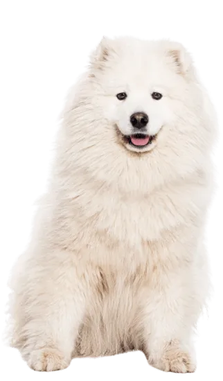 Samoyedo - Dinastía del Cachorro