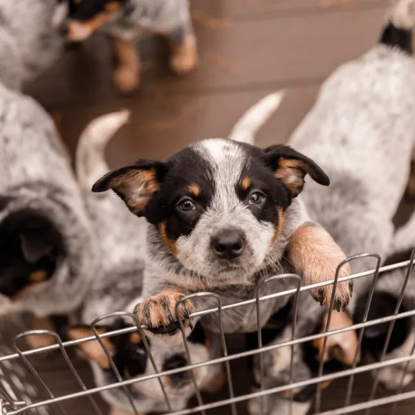 Pastor Ganadero Australiano en Medellín