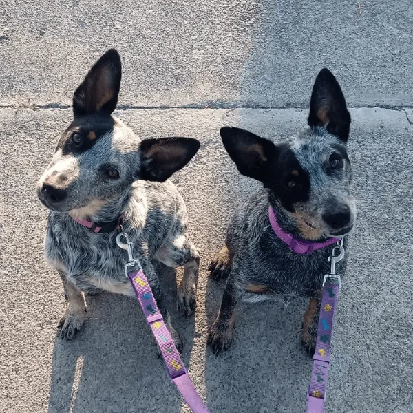 Pastor Ganadero Australiano en Bogotá