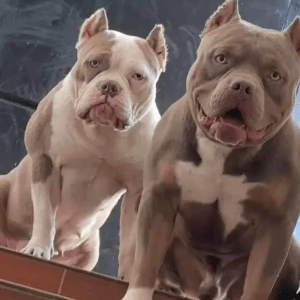 American bully bogota
