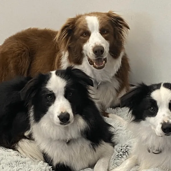 Border Collie en Bogotá