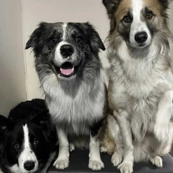 Border Collie Bogota