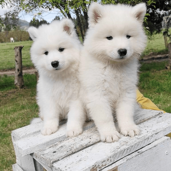 samoyedo medellin