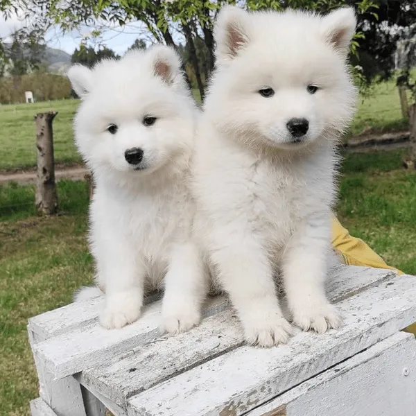 Samoyedo Medellín