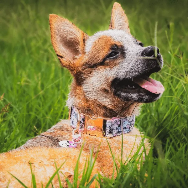 Pastor Ganadero Australiano en Bogotá