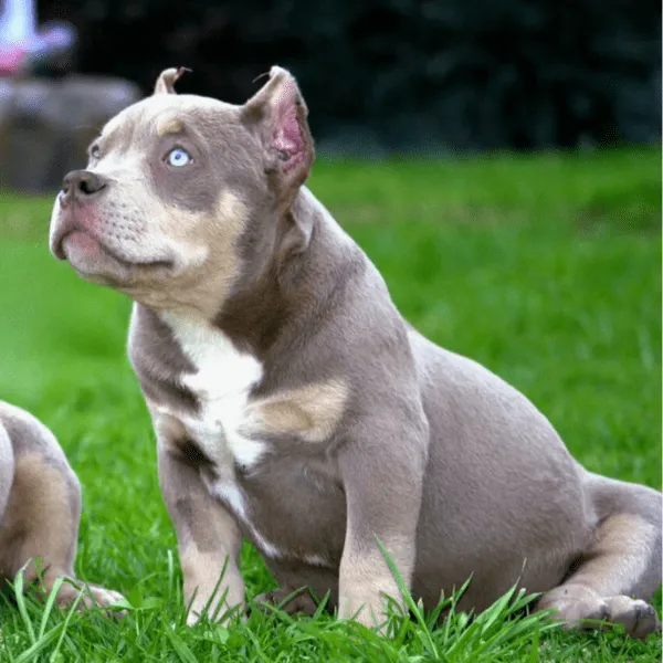 American bully bogota