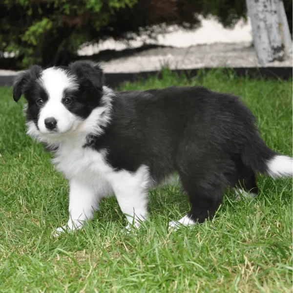 Border Collie en Bogotá