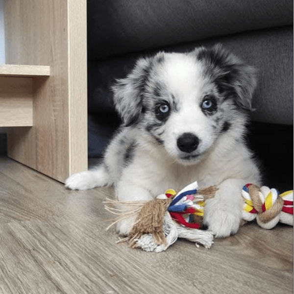 Border Collie Blue Merle