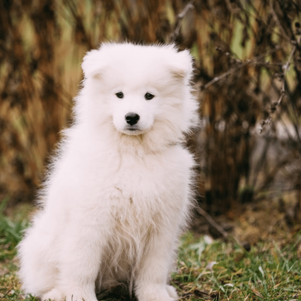 samoyedo medellin