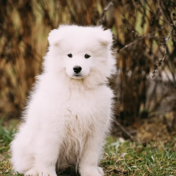 Samoyedo Medellín