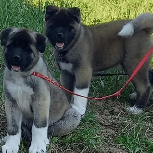 Akita Americano Medellin